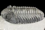 Drotops Trilobite With White Patina - Great Eyes! #153964-3